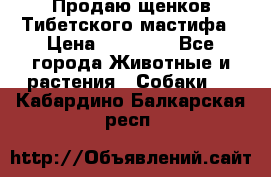 Продаю щенков Тибетского мастифа › Цена ­ 45 000 - Все города Животные и растения » Собаки   . Кабардино-Балкарская респ.